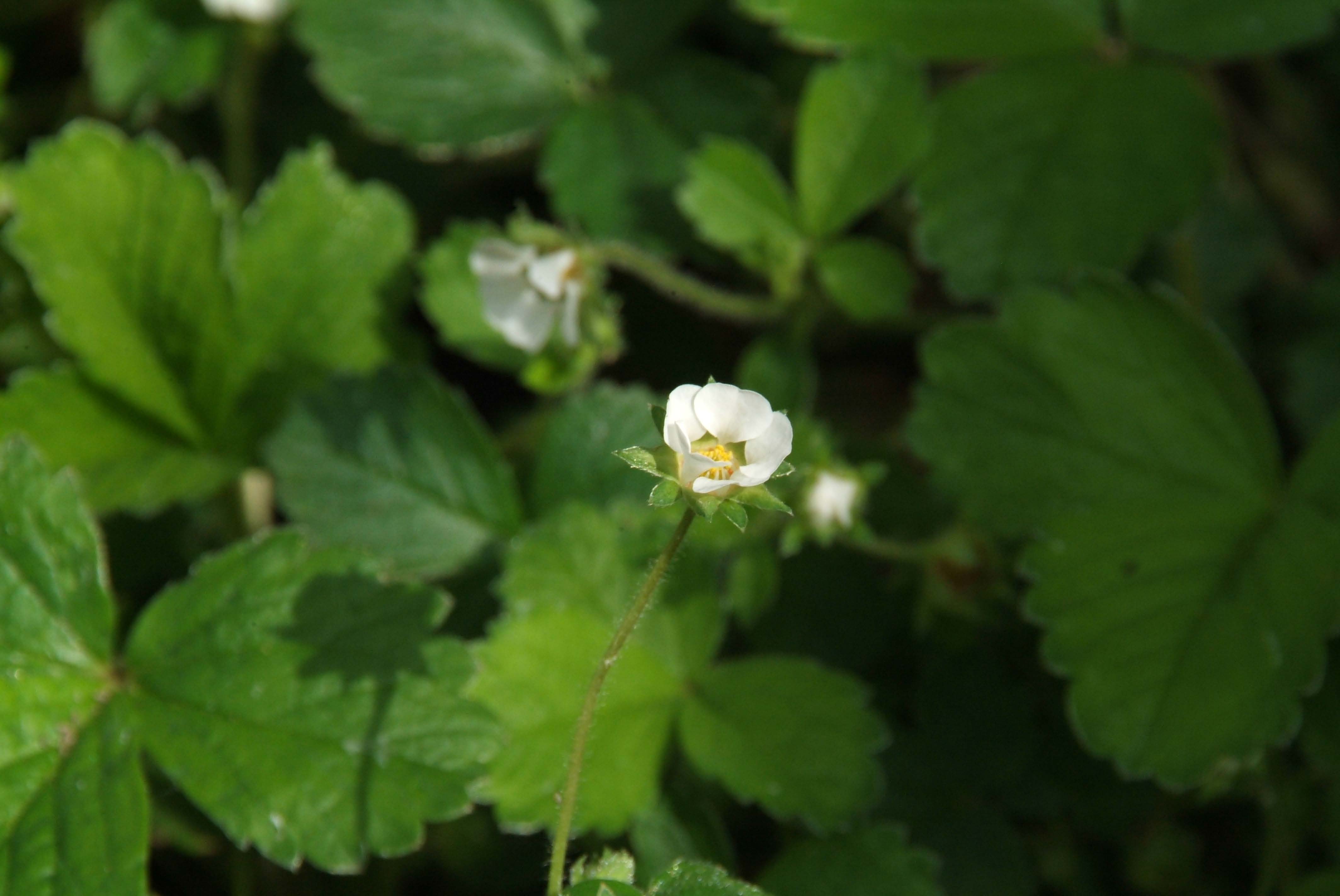 Potentilla sterilisAardbeiganzerik bestellen